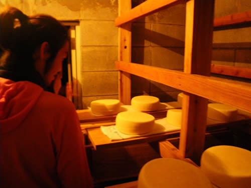 湯布院塚原の地下で熟成している上浦さんのチーズ