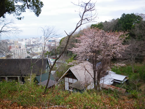 みかわ工房の庭に咲いた山桜の花です。