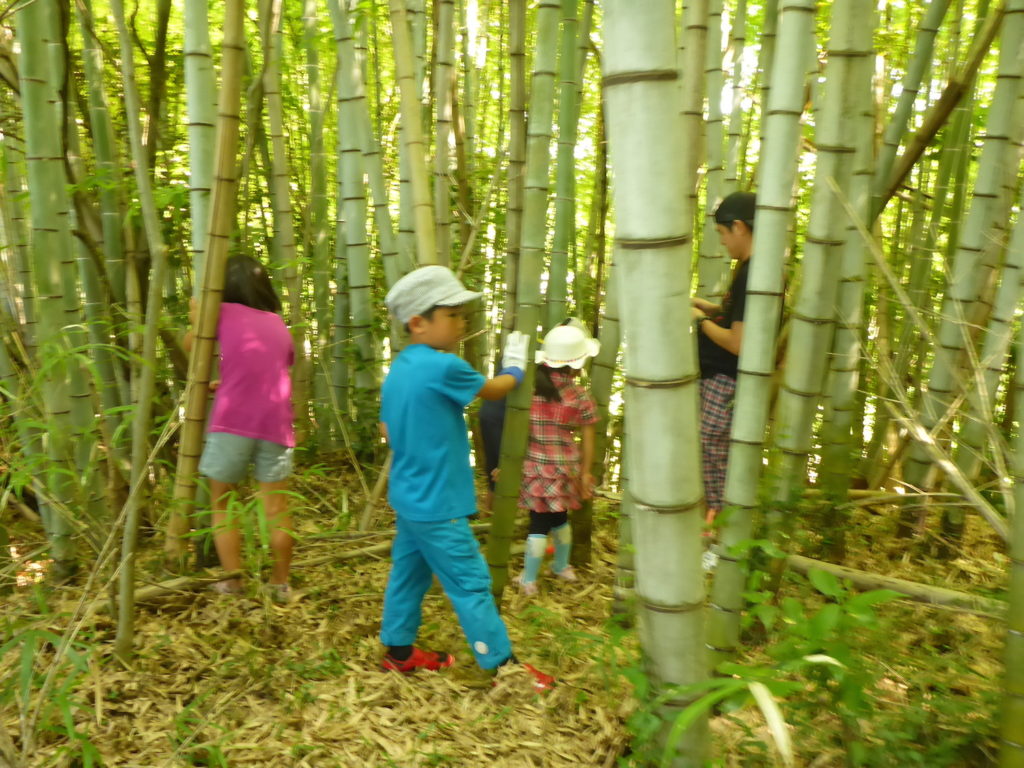 子供たちが山に入って、ノコで竹を切り出しています。