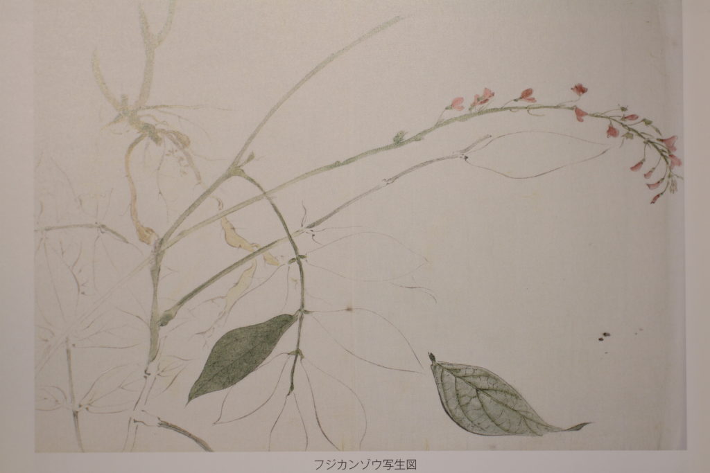 賀来 飛霞（かく ひか）の水彩画、フジカンゾウの写生図